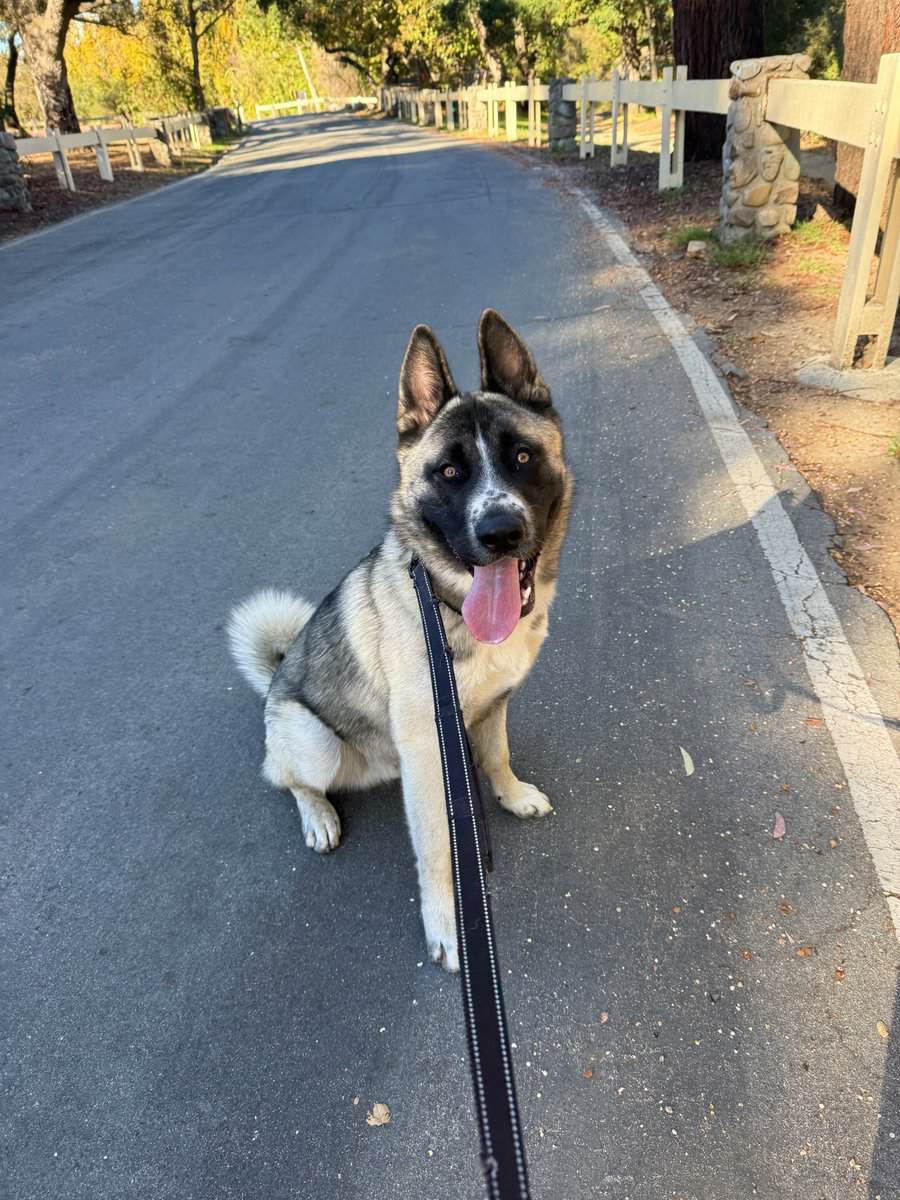 Husky Akita Mix image 1