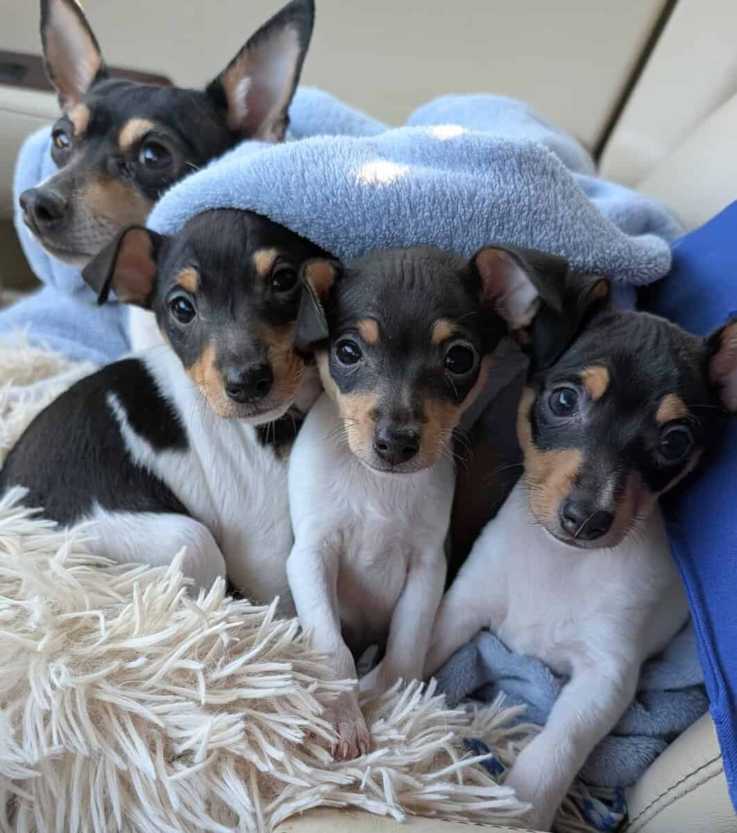 Toy Fox Terrier AKC Registered image 2