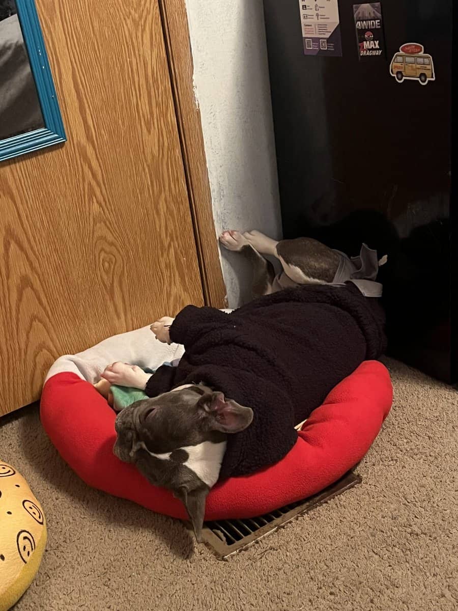 1 YR Female French Bulldog image 5