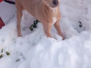 Chihuahua male pups looking for loving home