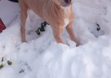 Chihuahua male pups looking for loving home