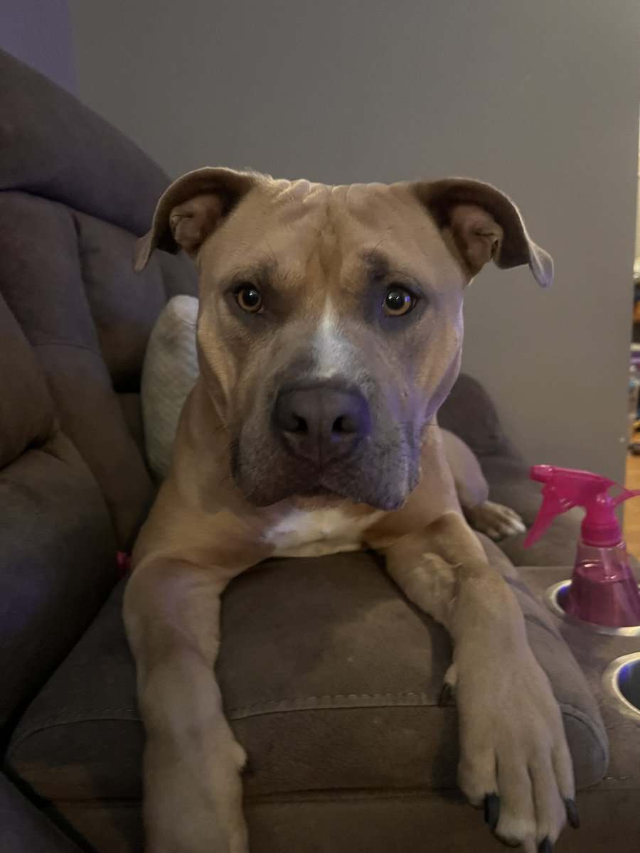 Sweet Nova needs her forever home image 2