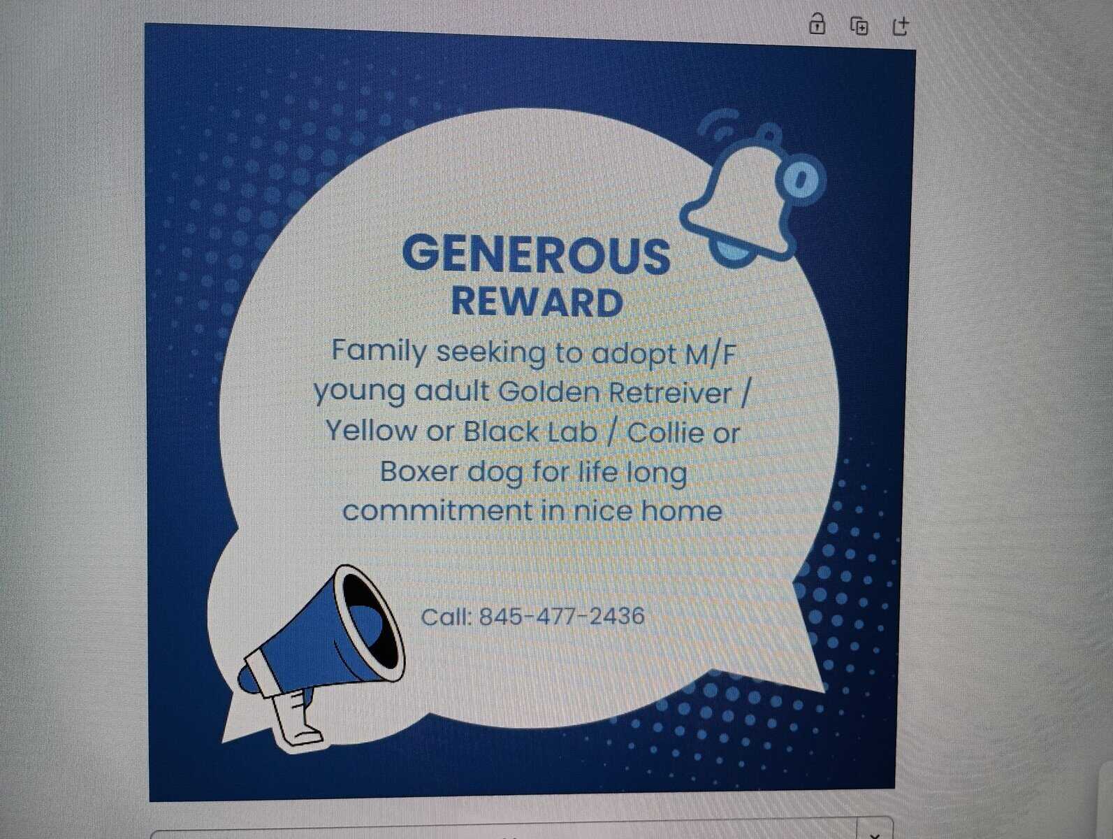 Wanted - Golden retriever young adult M/F image 1