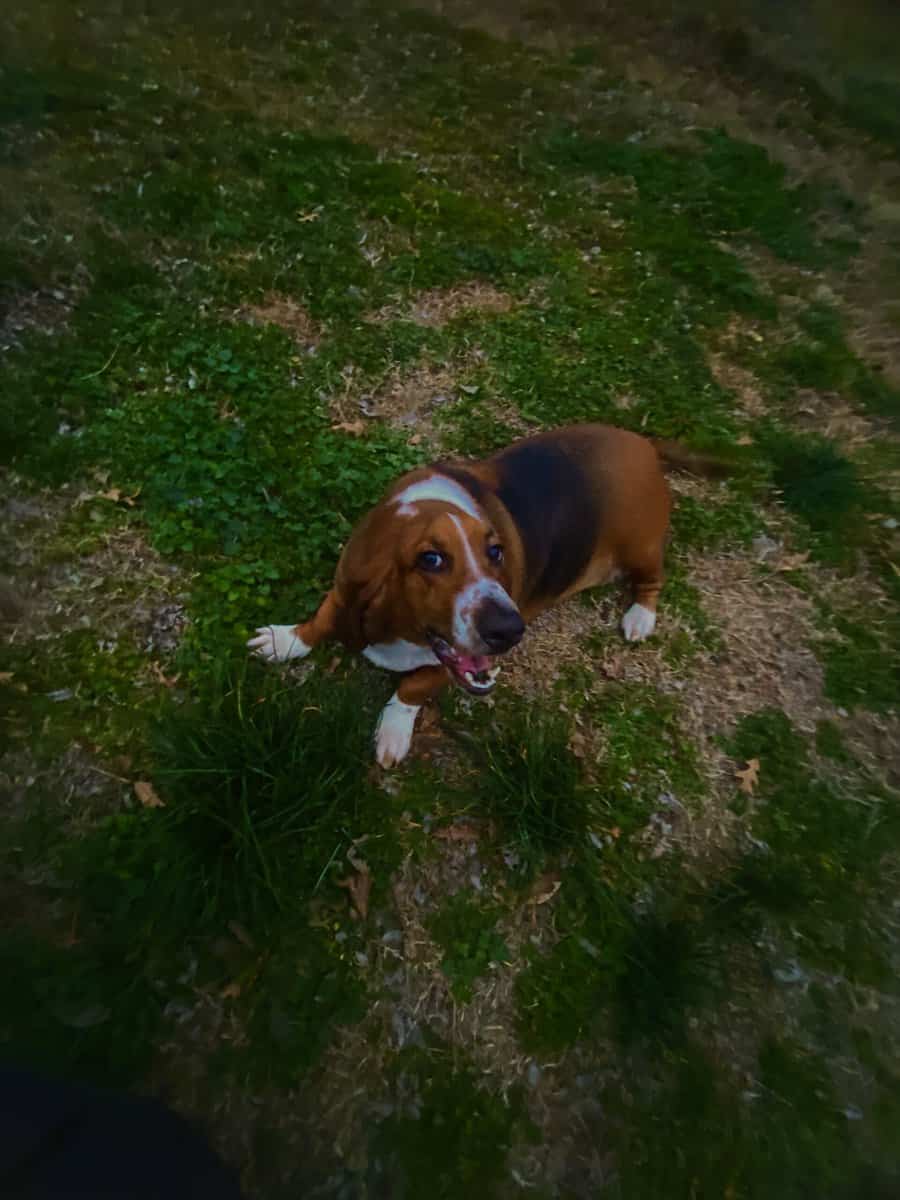 Aine- a 2 year old purebred basset hound image 3