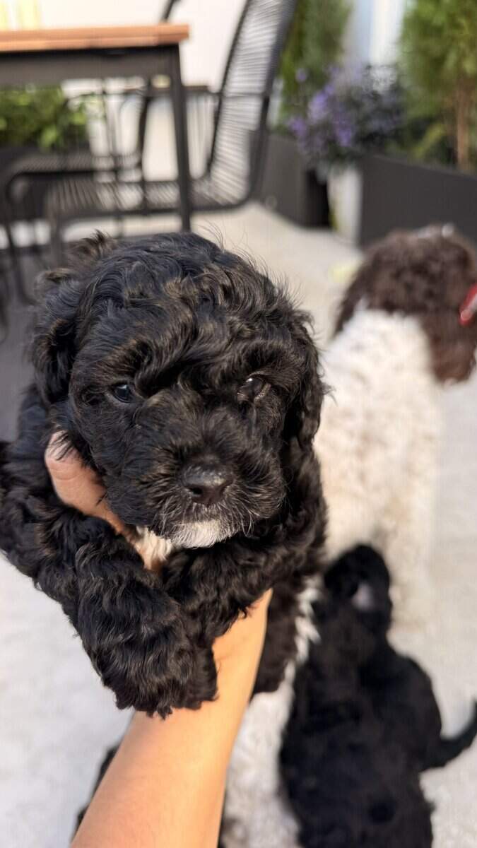 Milo Mini image 8