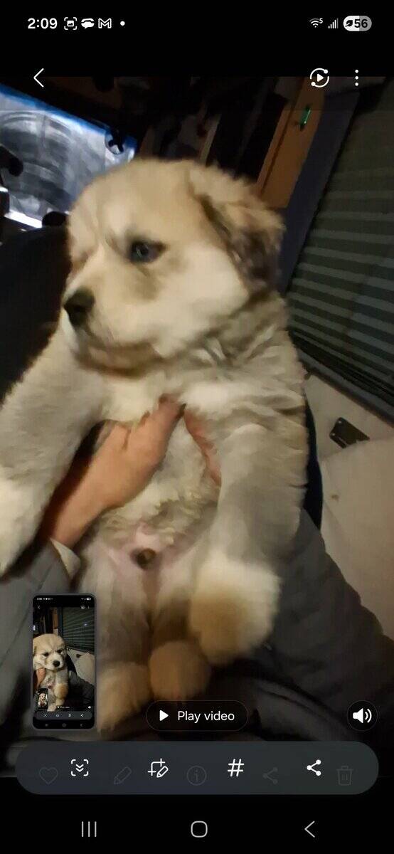 Great Pyrenees Husky mix image 2