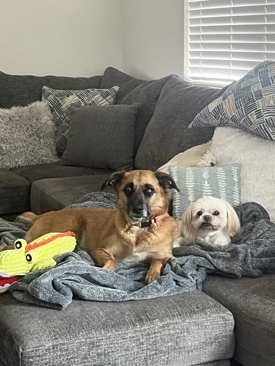 Amazing Family-friendly Dog image 2