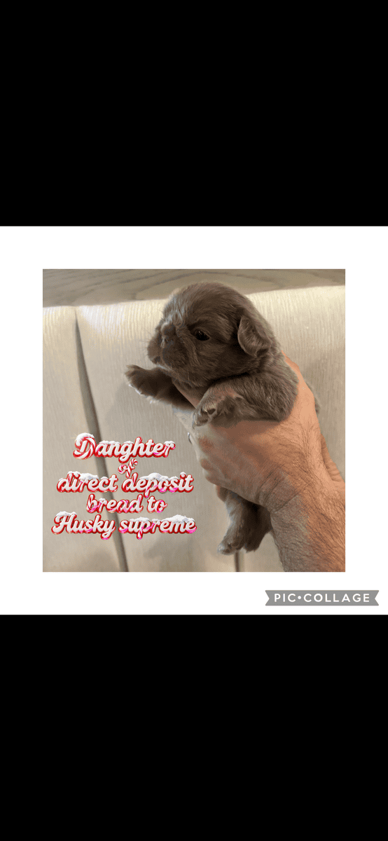 AKC male fluffy pup image 1