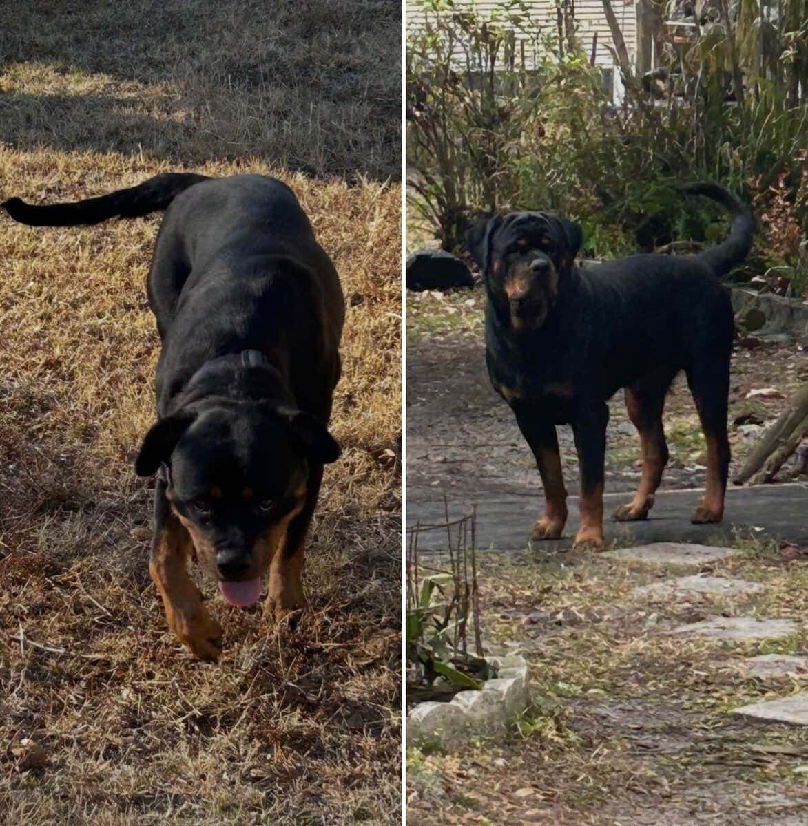 AKC Rottweiler Puppies image 1