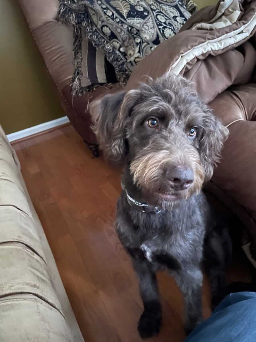 Coco, labradoodle, 2 years old image 11