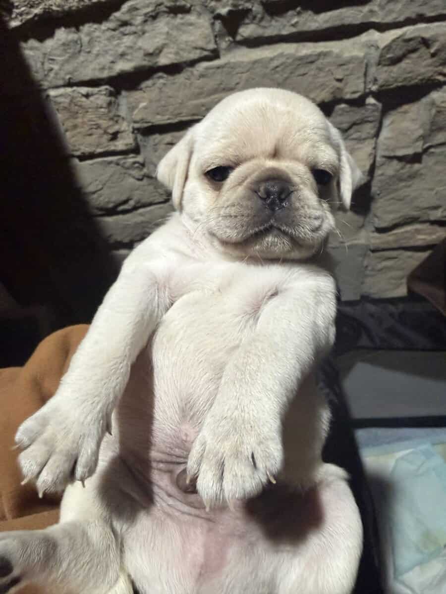 Creme Pug image 1