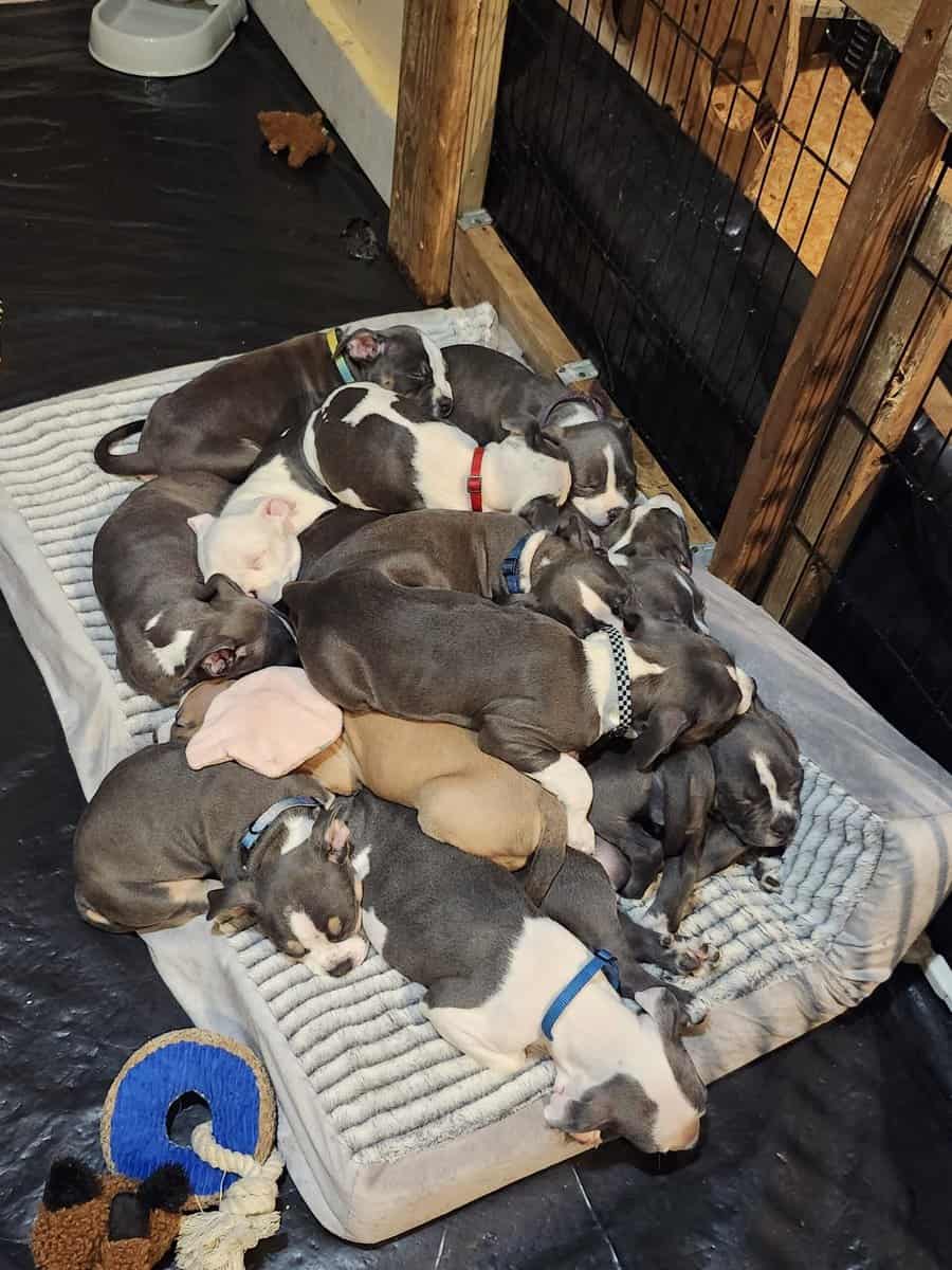 Pitbull puppies image 18