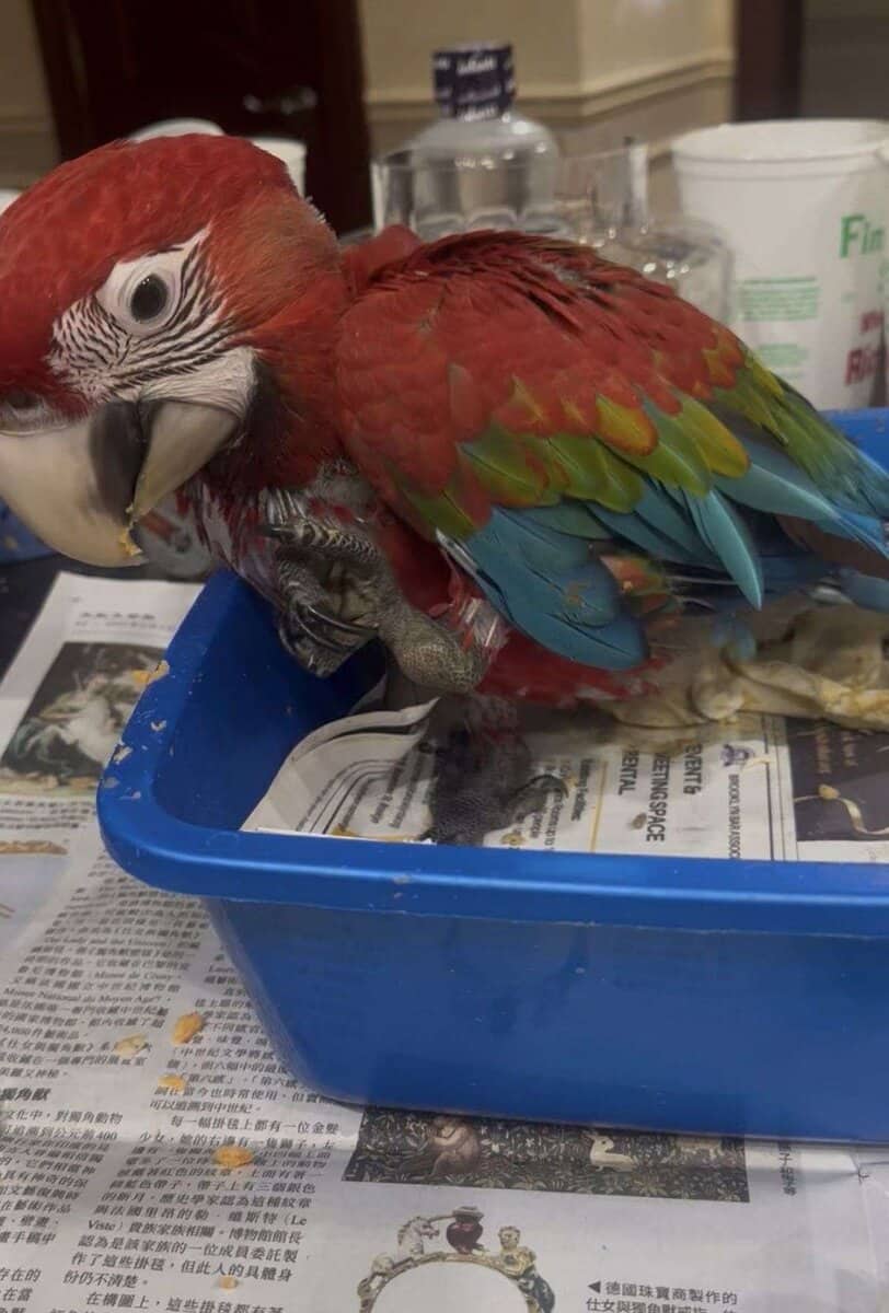 Baby Green Wing Macaw image 4