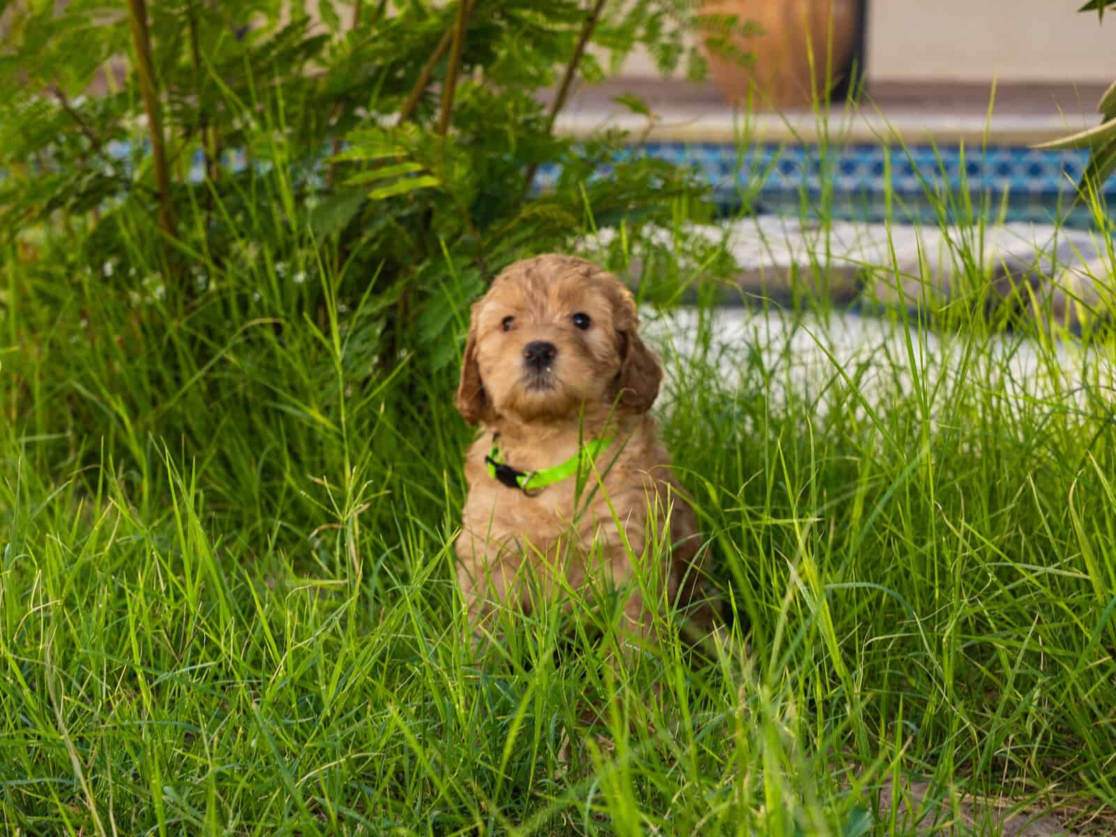 Sushi - Home raised Female F1B Goldendoodle image 3