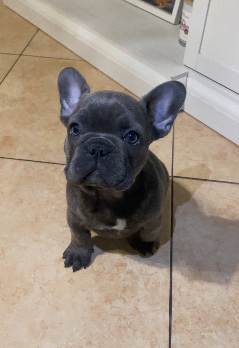 READY TO GO NOW – FRENCH BULLDOG PUPPIES 🐶 image 7