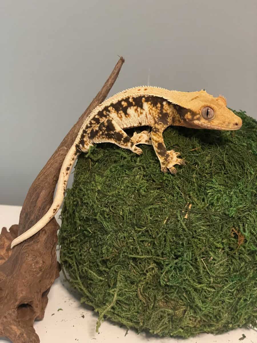 Tricolor lily white male crested gecko image 1