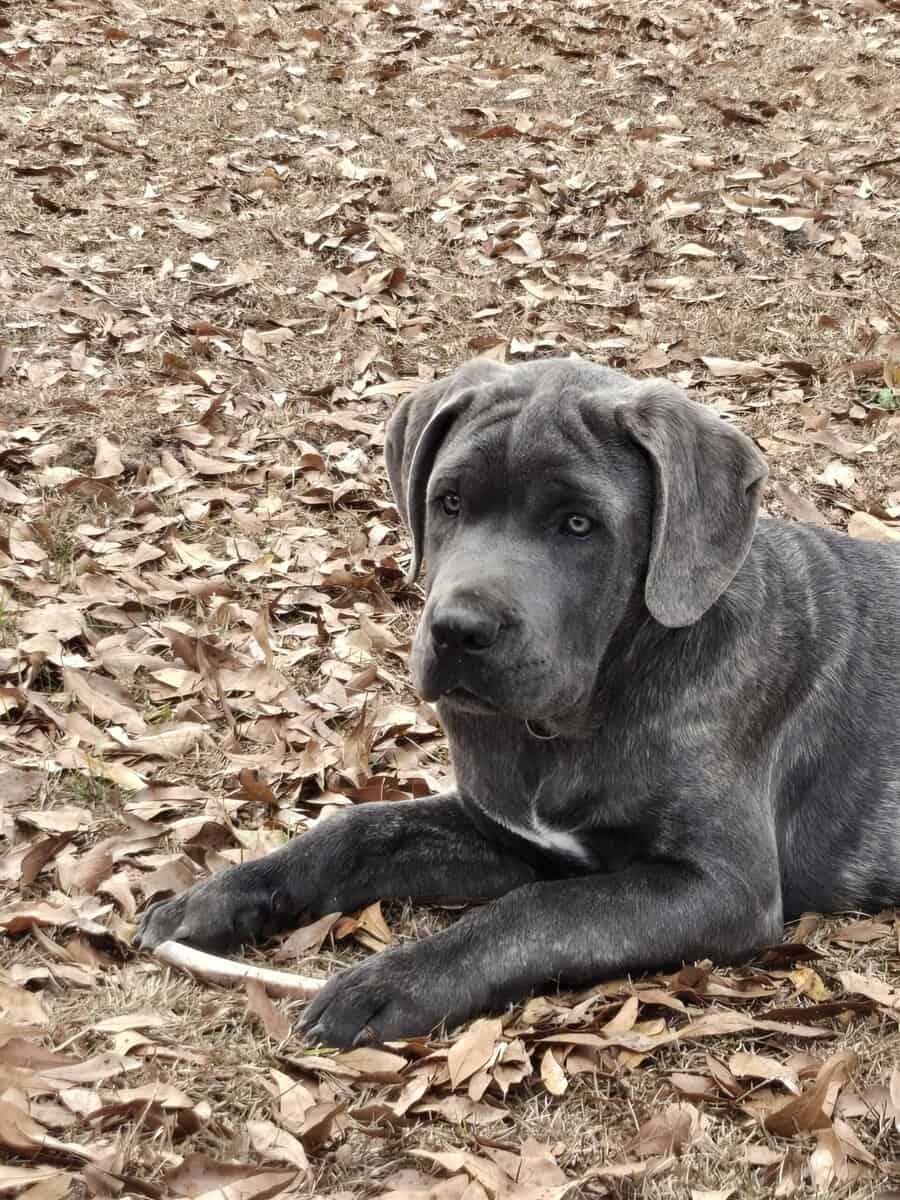 Huge cane corso image 1