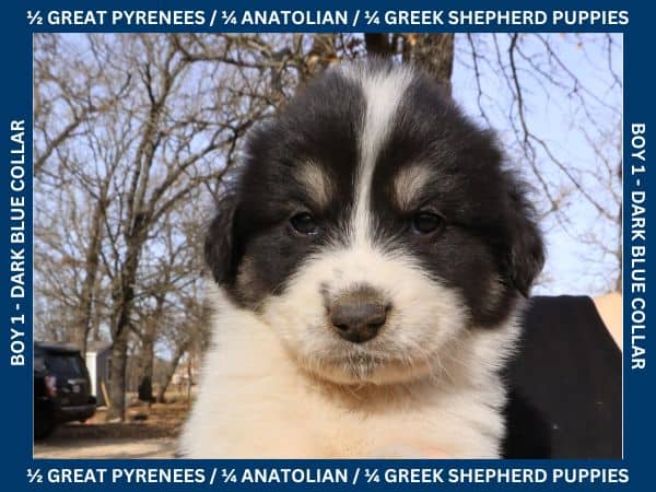LGD Puppies-Great Pyrenees/Shepherd Mix image 1