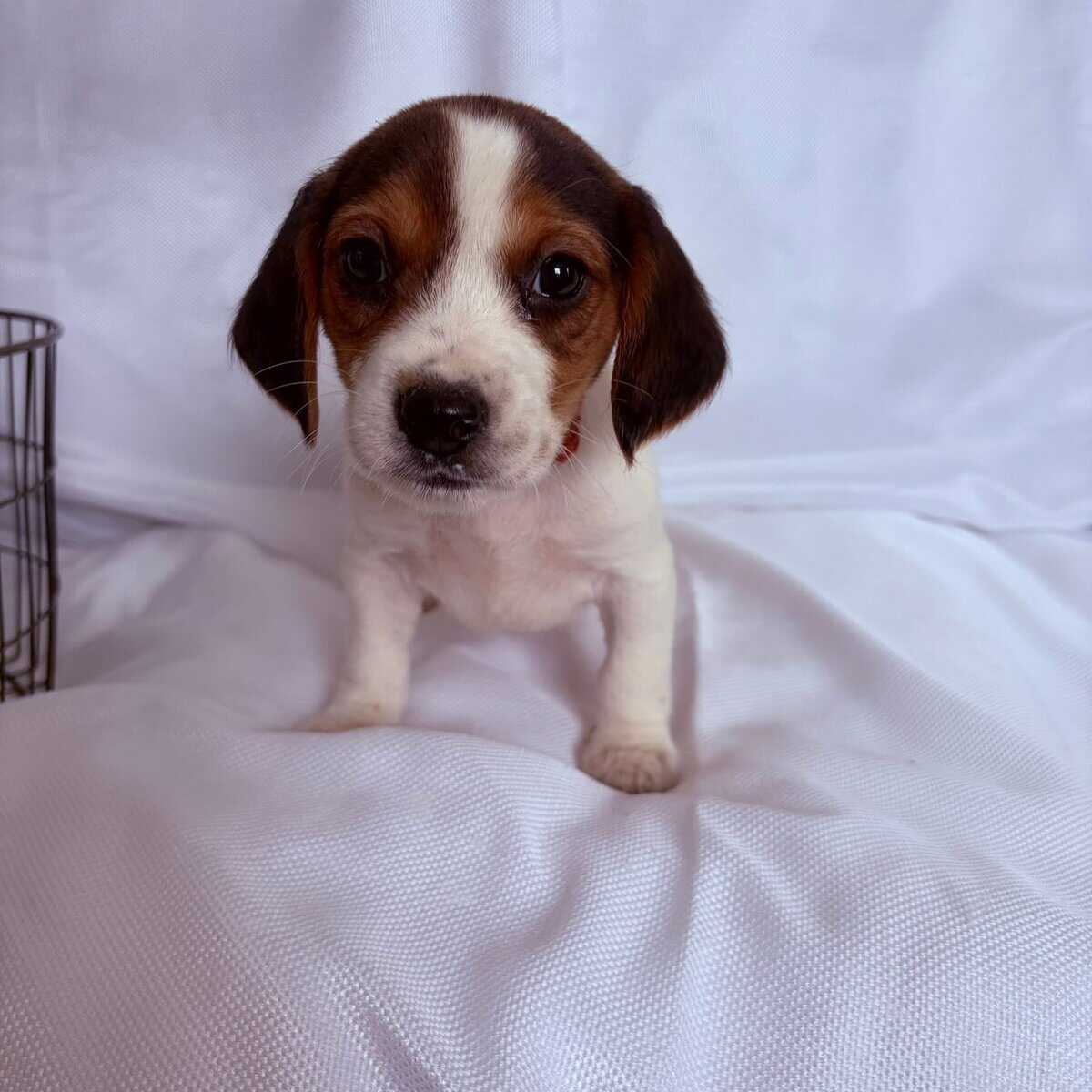 6 week female beagle pup with red collar image 2