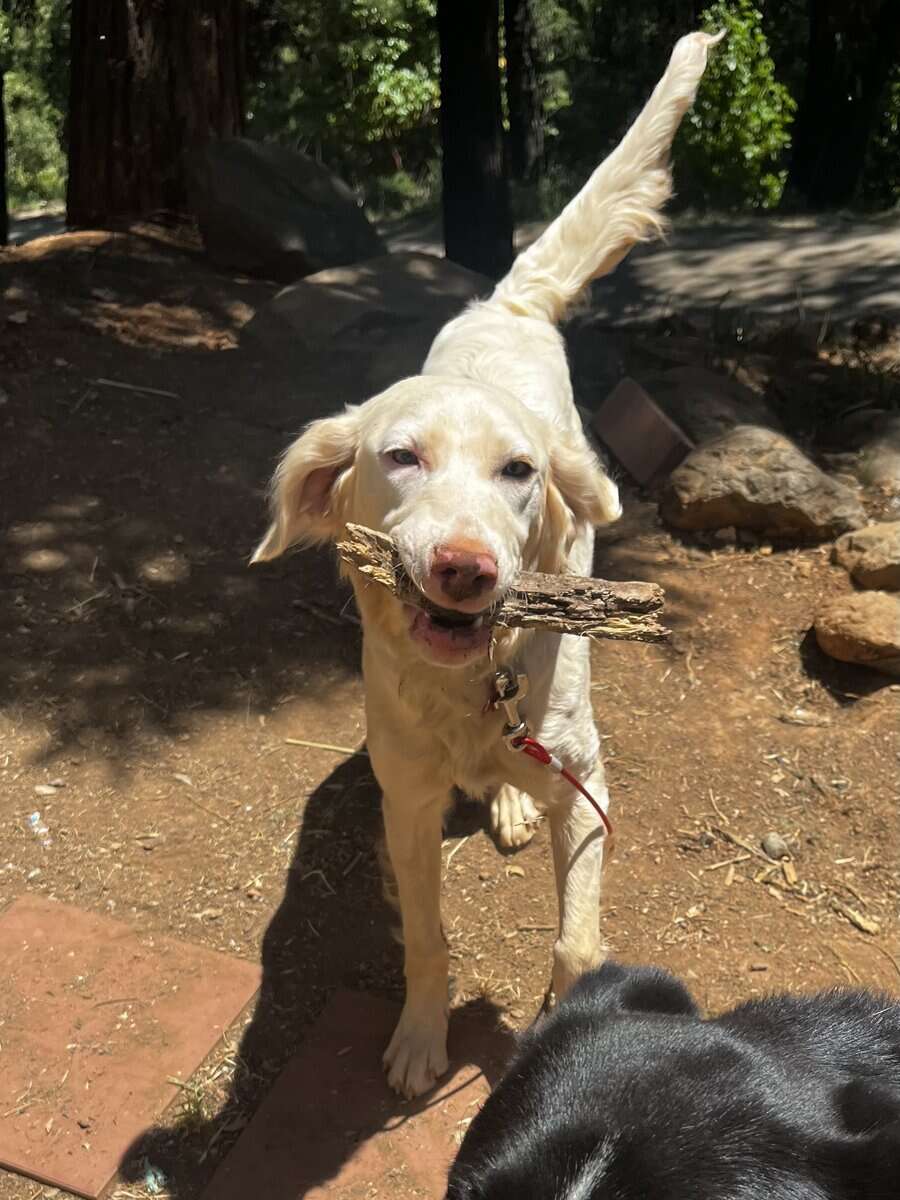 Luna the Sweet, Deaf Spaniel Mix image 2