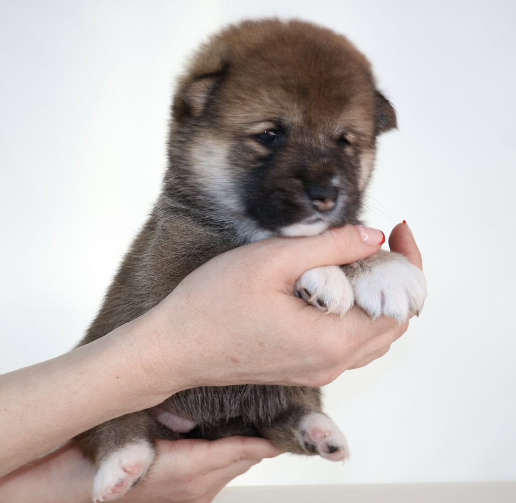 Hawaii Blossom, Sesame Shiba Inu girl image 2