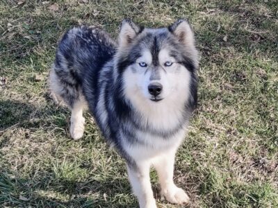 AKC F Wooly B/W Siberian Husky 4.5 yr. old