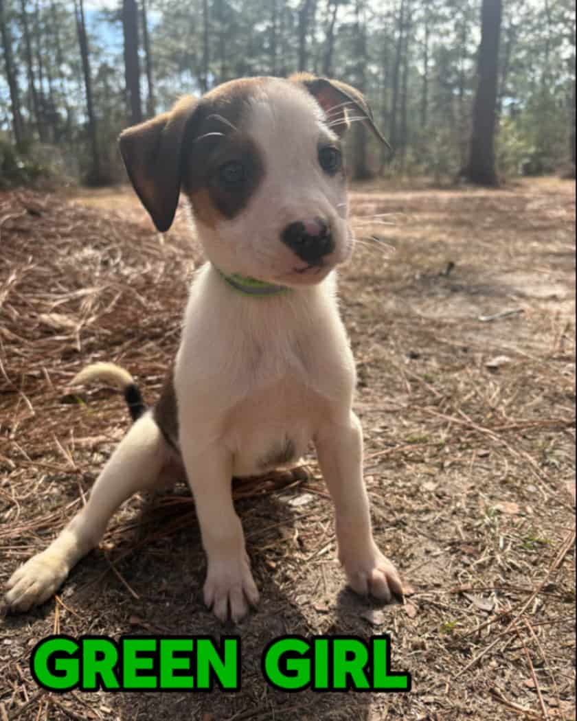 Aussie x Blackmouth Cur puppies for adoption image 11