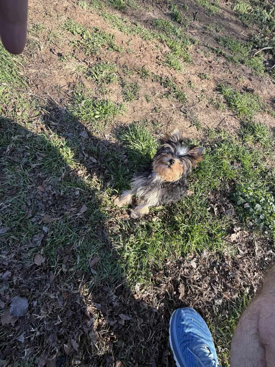 Yorkie puppy image 14