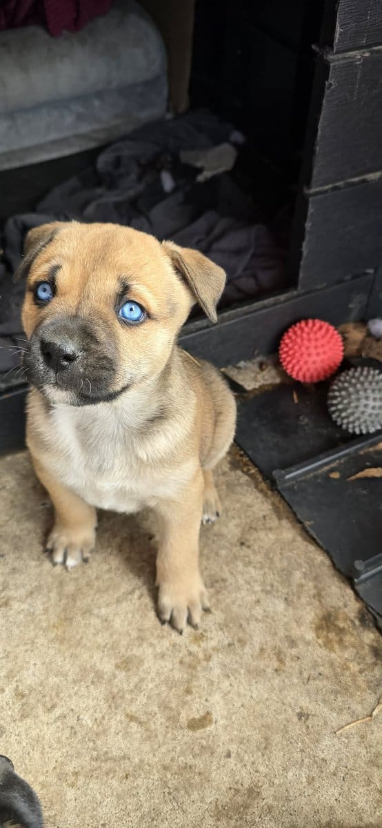 Belgium malinois mix puppies image 3