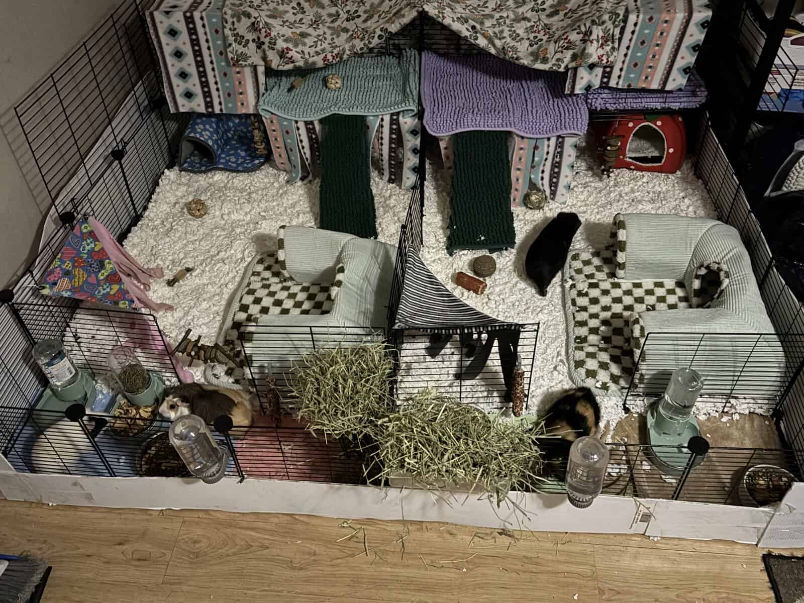 4 Guinea Pigs image 3