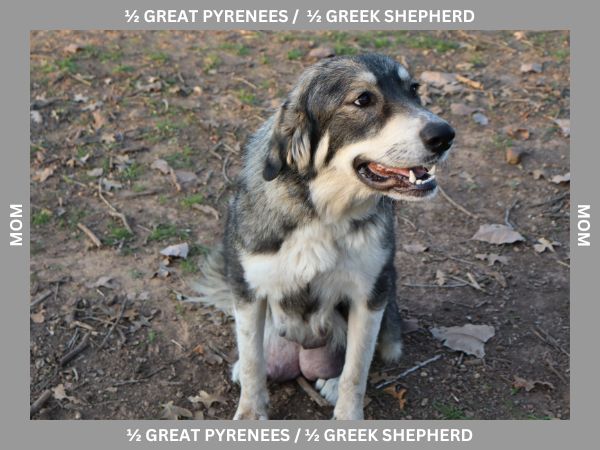 LGD Puppies-Great Pyrenees/Shepherd Mix image 19