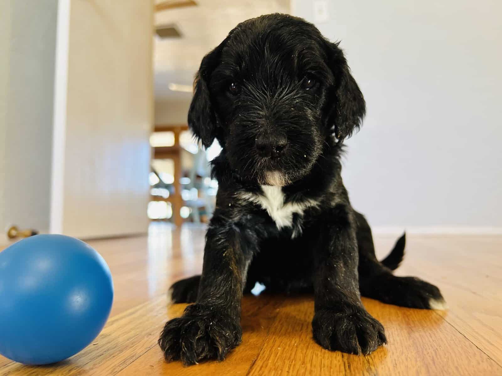 Bernedoodles F1b Southwest image 4