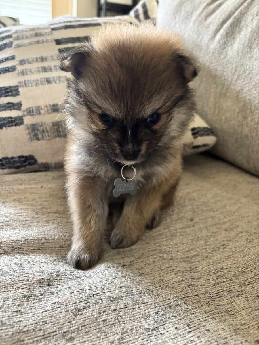Pomeranian Puppies image 1