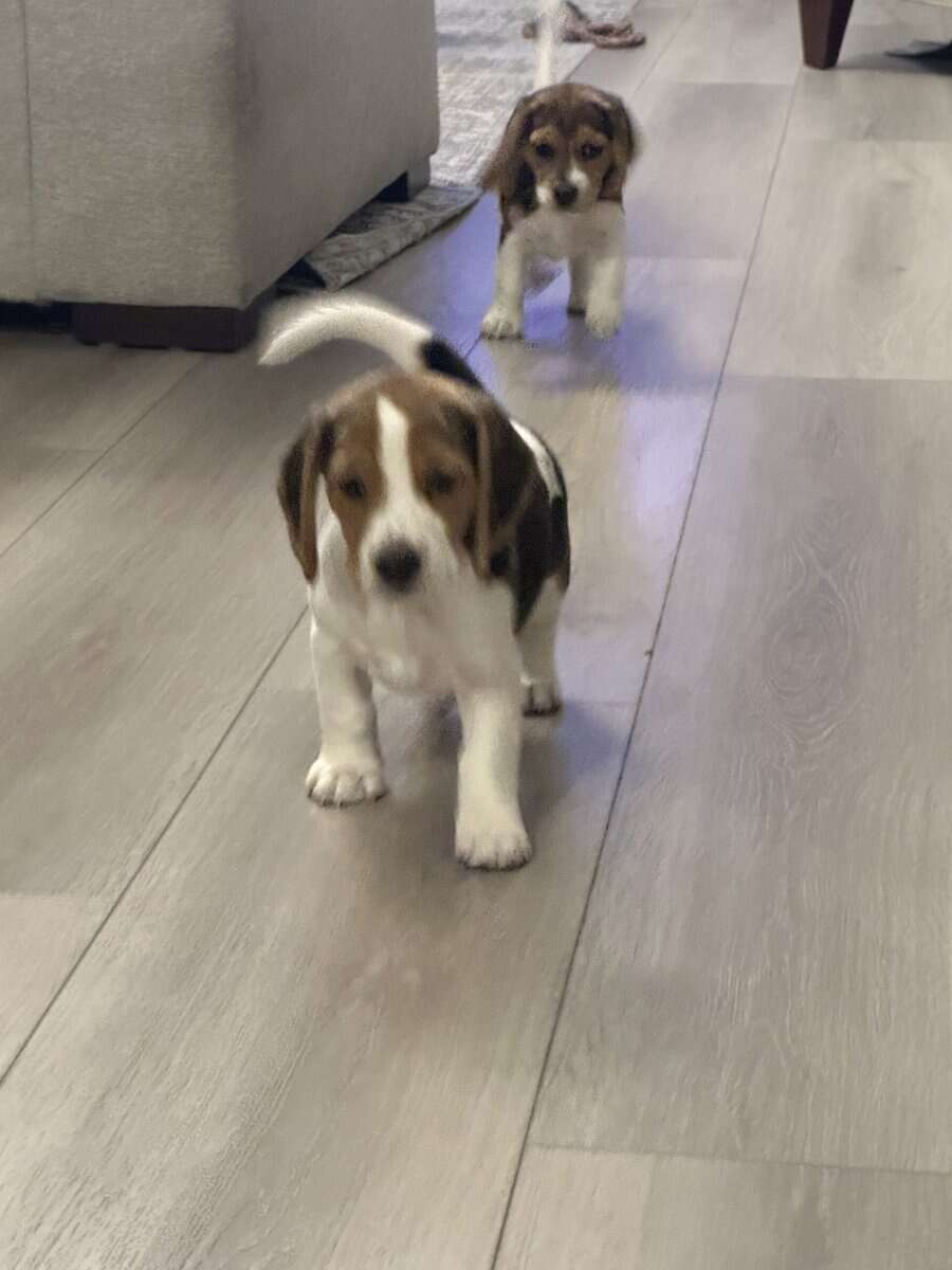 Beagle Puppies image 1