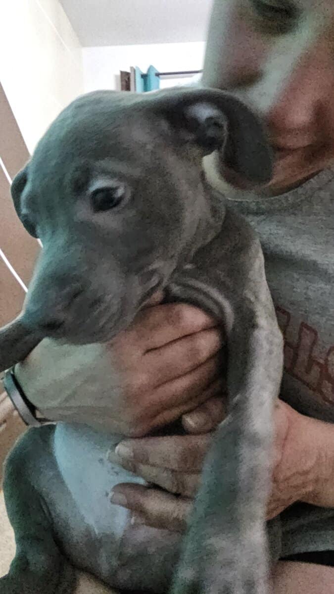 Handsome Blue Nose Pitbull image 1