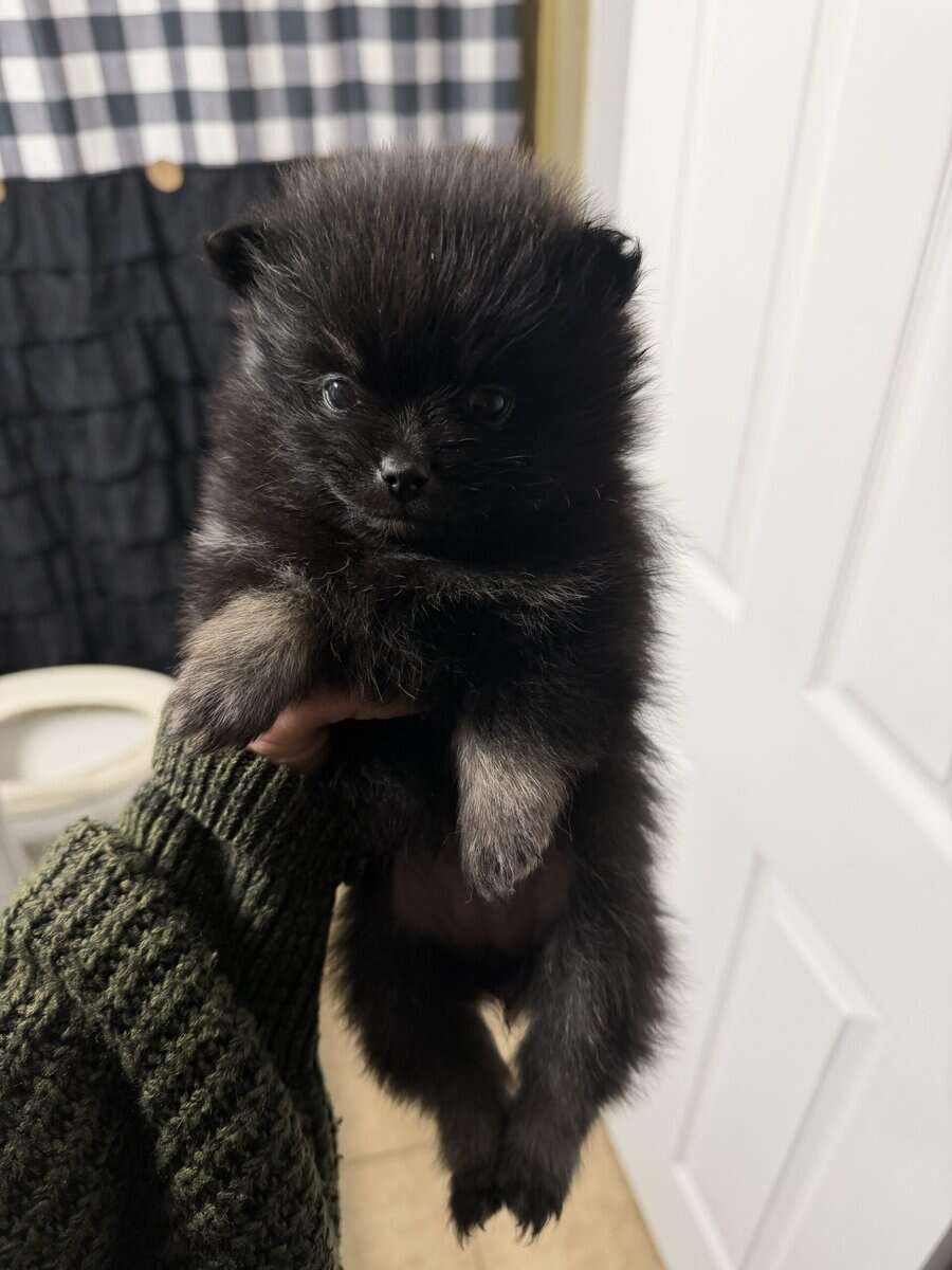 Pom puppy image 1