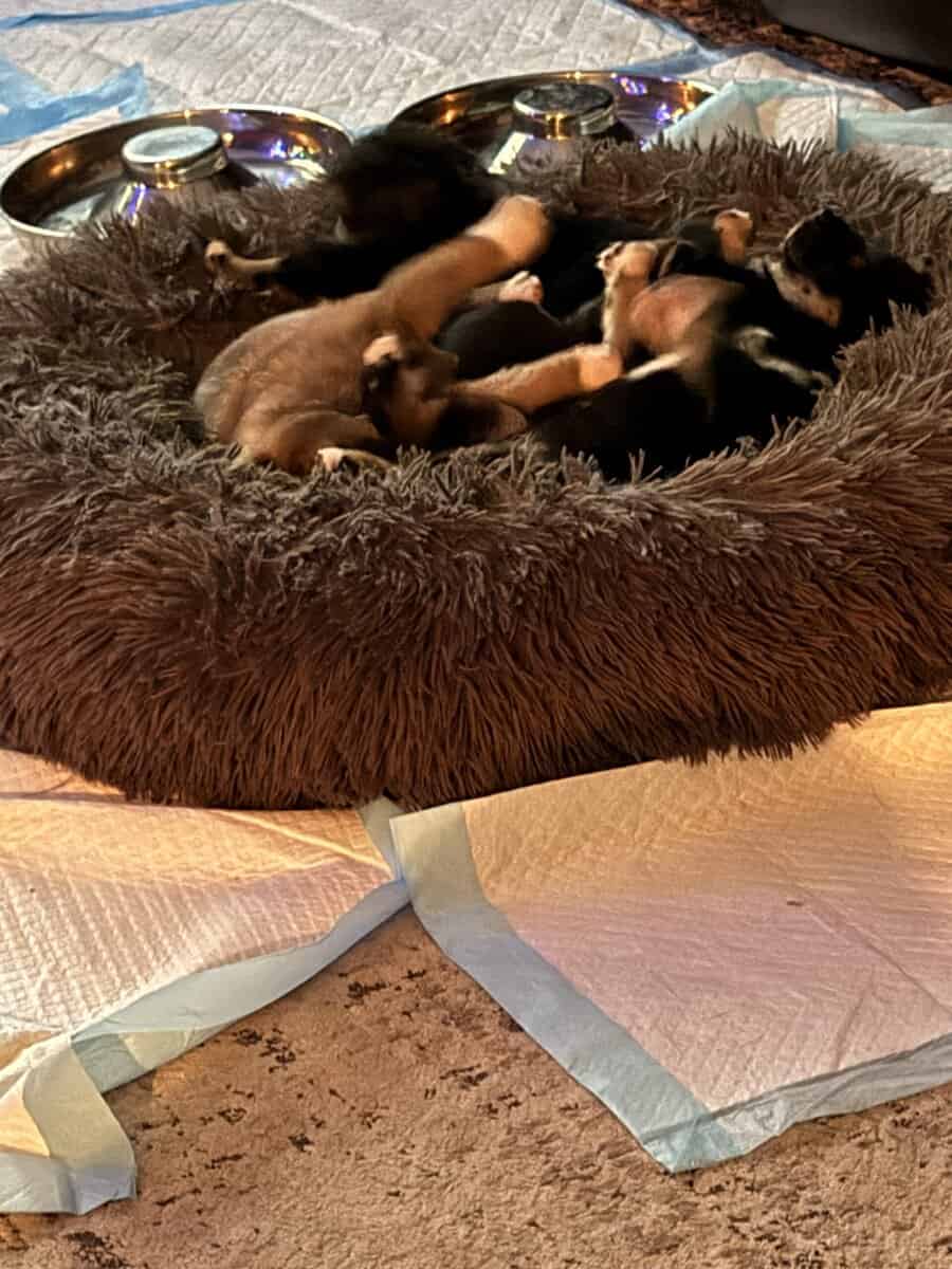 4 female pure bred Shiba Inu puppies - 9 weeks old image 11