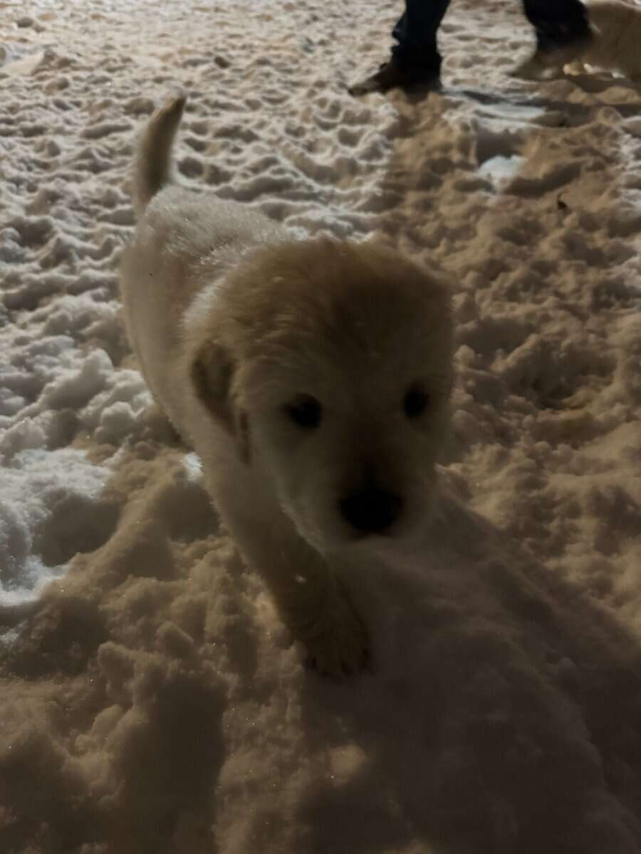 Golden Pyrenees puppies image 5