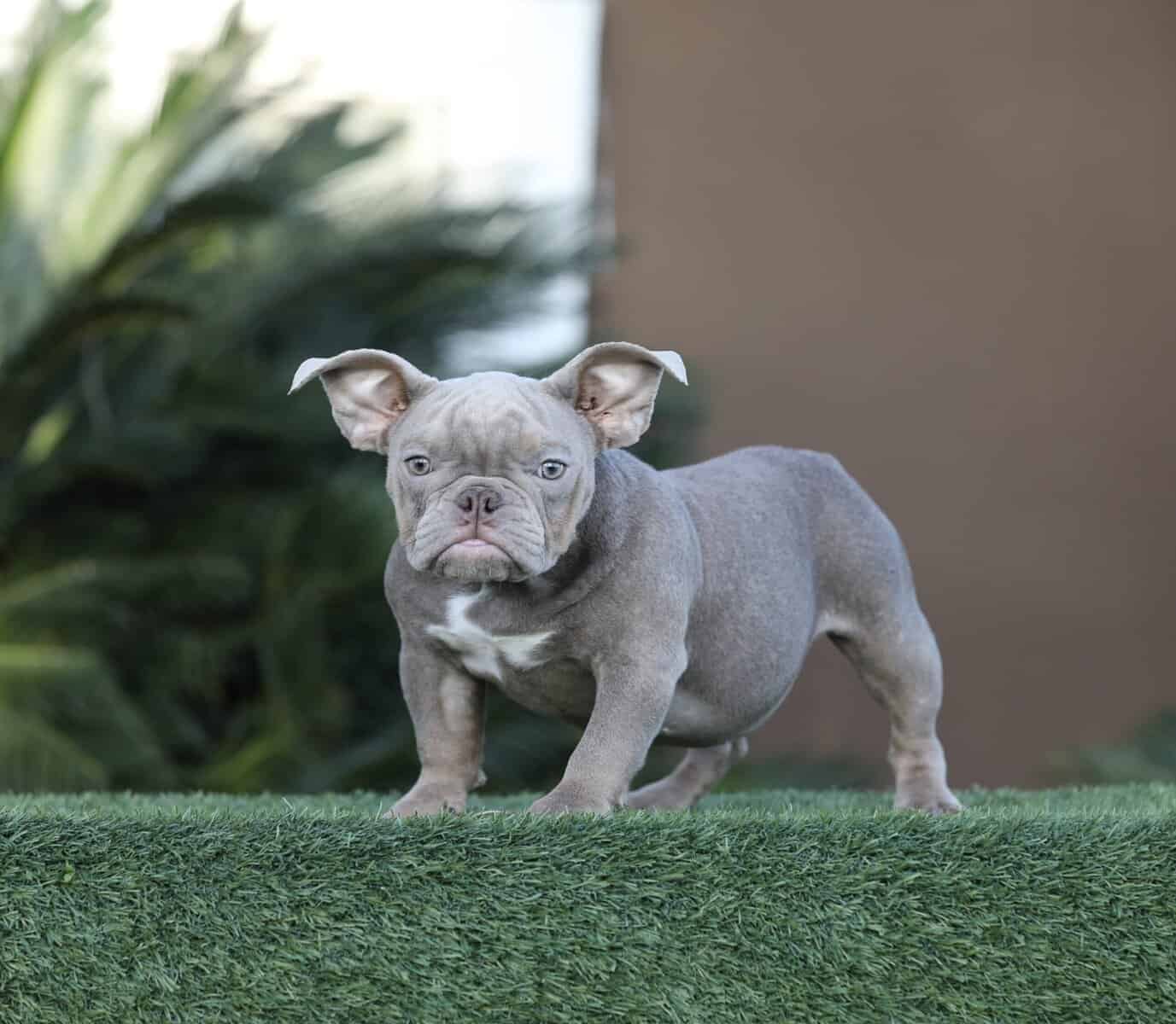 American Bully girls image 8