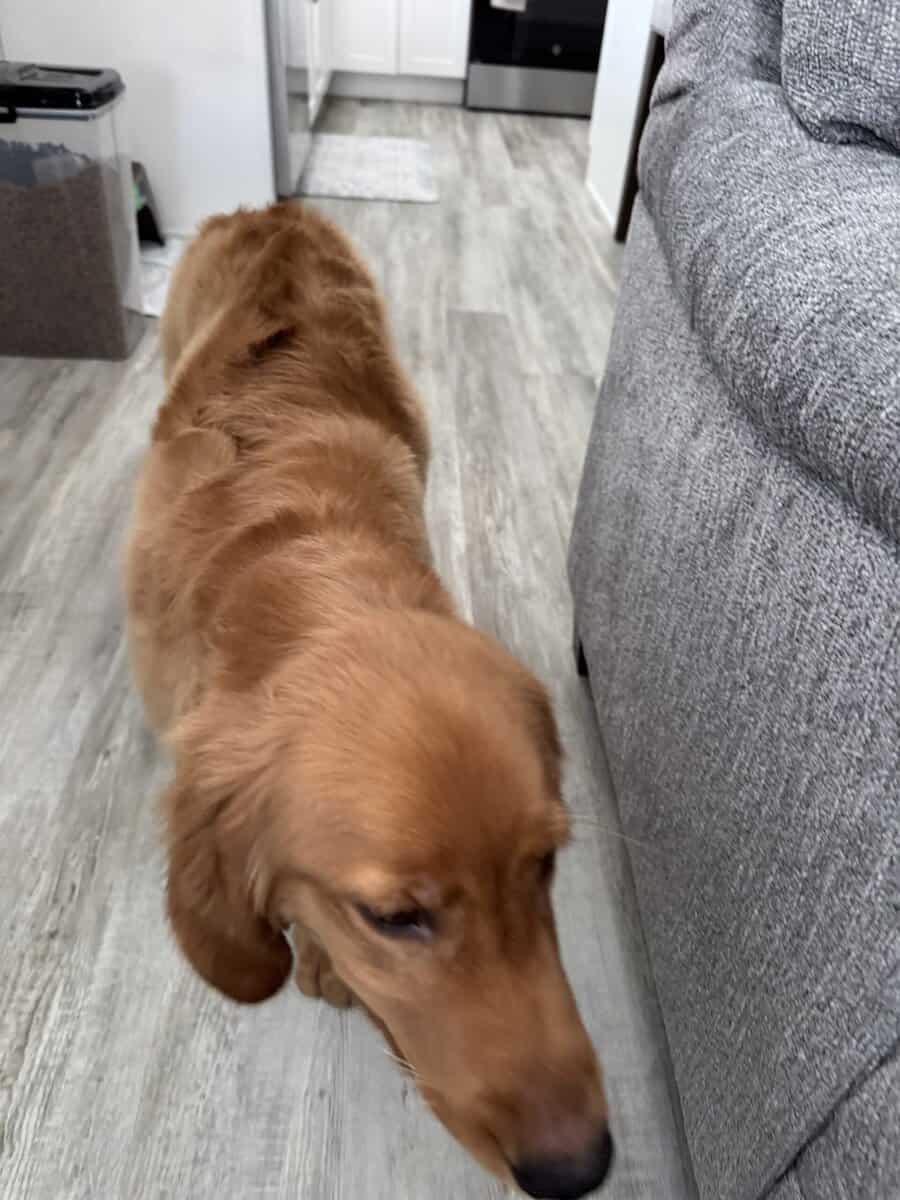 6 month puppy image 3