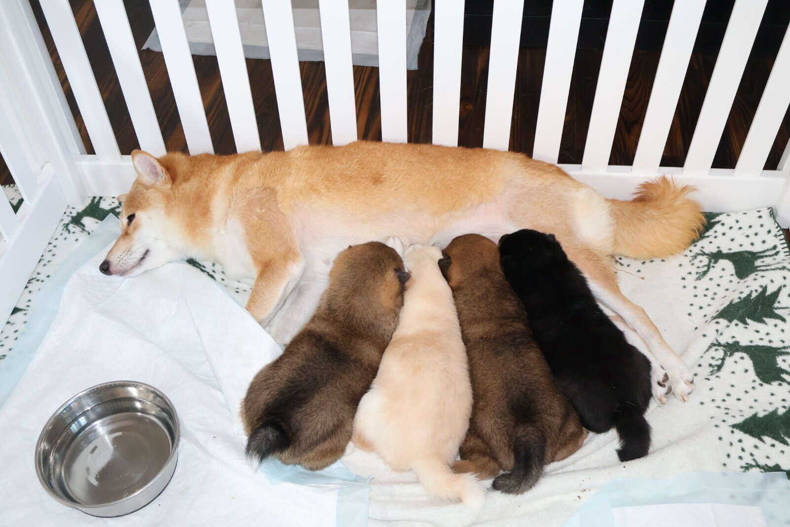 Midnight Pearl, Tuxido Shiba Inu image 12