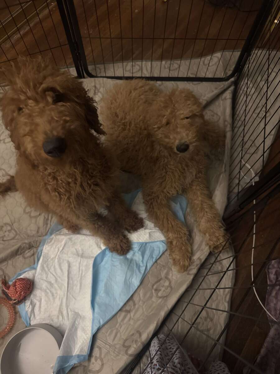 Rehoming adorable golden doodle puppies image 1