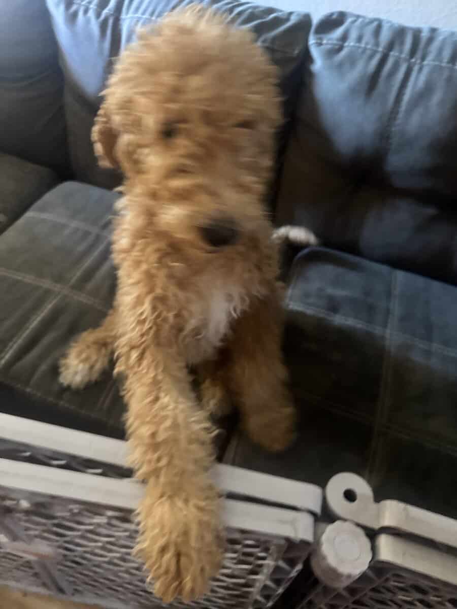 Rehoming adorable golden doodle puppies image 3