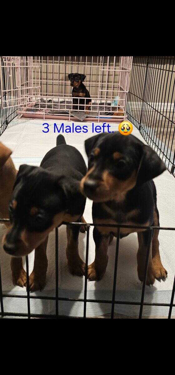 Miniature Pincher pups image 1