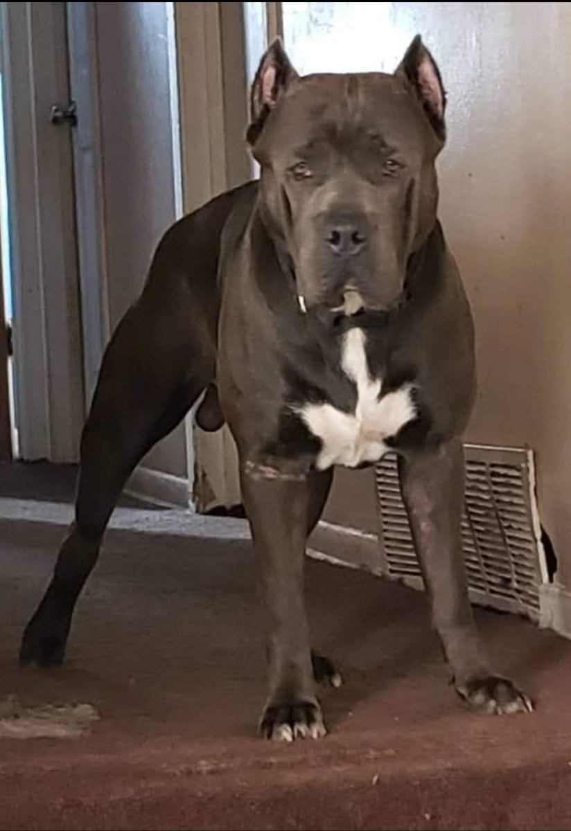 Cane corso image 3