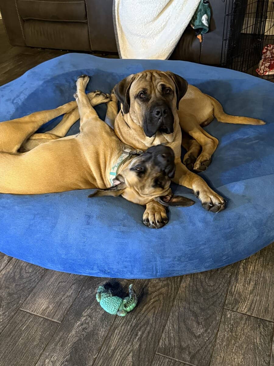 English mastiff puppies image 7