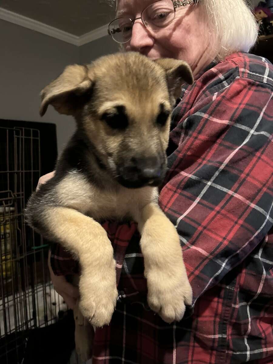 German Shepard Puppies image 1