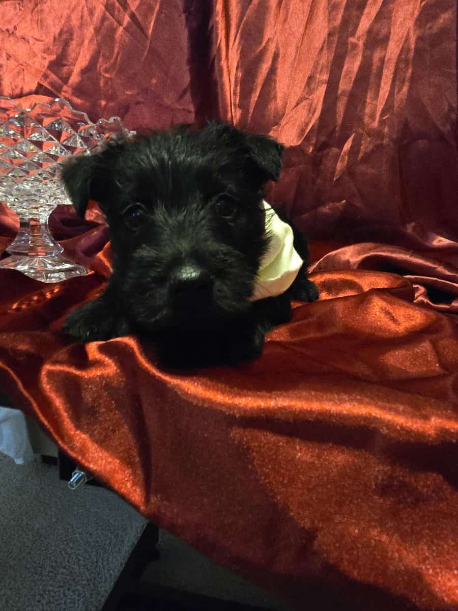 A.K.C Scottish Terroirs Puppis in TX 1 Boy 3 girls image 17