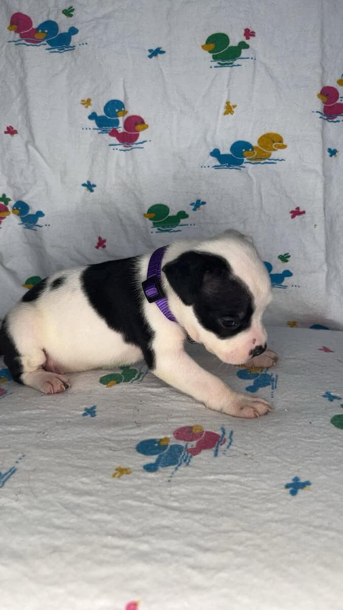 Pitt Bull Puppies image 4