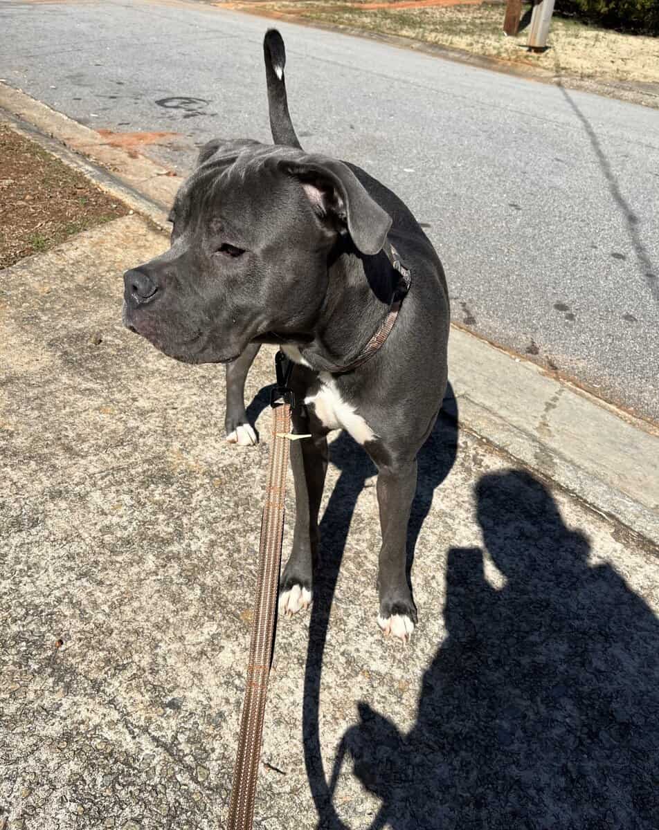 Male dog rehoming image 1